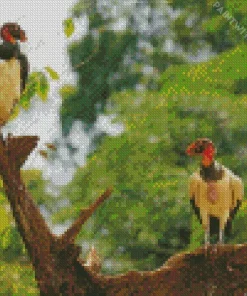 King Vulture Birds Diamond Painting
