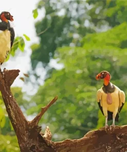 King Vulture Birds Diamond Painting