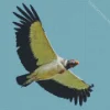 King Vulture Flying Diamond Painting