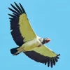 King Vulture Flying Diamond Painting