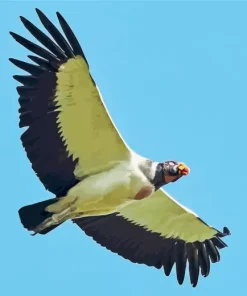 King Vulture Flying Diamond Painting