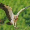 King Vulture Flying Bird Diamond Painting