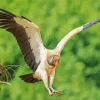 King Vulture Flying Bird Diamond Painting