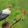 King Vulture On A Tree Diamond Painting