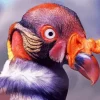 King Vulture Red Head Diamond Painting