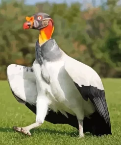King Vulture With Big Wings Diamond Painting