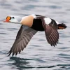 King Eider Flying Above Water Diamond Painting