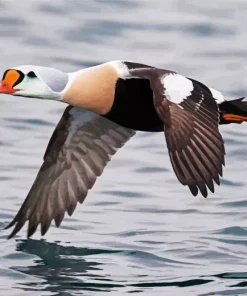King Eider Flying Above Water Diamond Painting