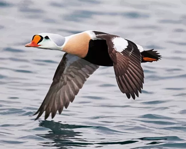 King eider Flying Above Water Diamond By Numbers King Eider Flying Above Water Diamond Painting