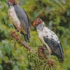 King Vultures Diamond Painting