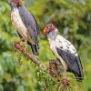 King Vultures Diamond Painting