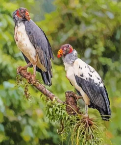 King Vultures Diamond Painting