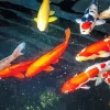 Koi Carp Fishes Diamond Painting