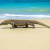 Komodo Dragon In The Beach Diamond Painting