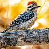 Ladder Backed Woodpecker Diamond Painting