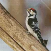 Lesser Spotted Woodpecker Diamond Painting