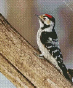 Lesser Spotted Woodpecker Diamond Painting