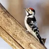Lesser Spotted Woodpecker Diamond Painting
