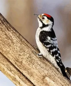Lesser Spotted Woodpecker Diamond Painting