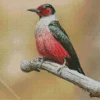 Lewiss Woodpecker Diamond Painting