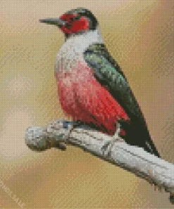 Lewiss Woodpecker Diamond Painting