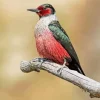 Lewiss Woodpecker Diamond Painting