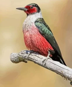 Lewiss Woodpecker Diamond Painting