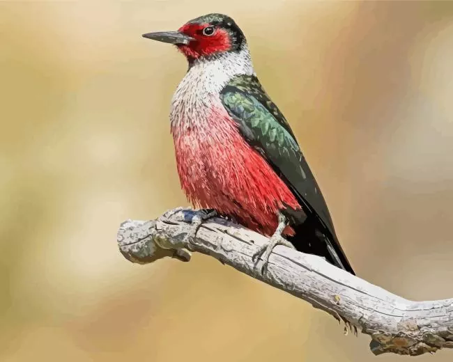 Lewiss woodpecker Diamond Paints Lewiss Woodpecker Diamond Painting