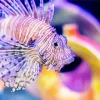 Lionfish Diamond Painting