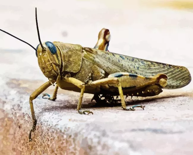 Locust Diamond Paints Locust Diamond Painting