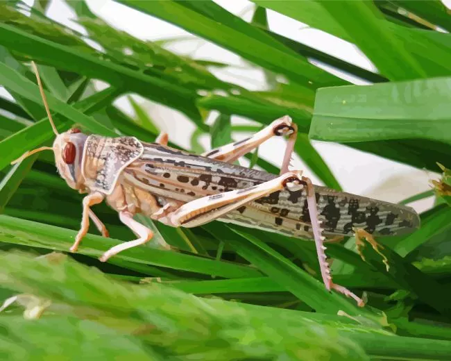 Locust insect Diamond Paints Locust Insect Diamond Painting
