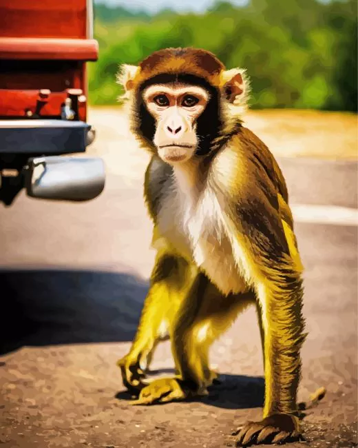 Macaque Diamond Paintings Macaque Diamond Painting