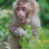 Macaque In Nature Diamond Painting