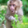 Macaque In Nature Diamond Painting