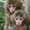 Macaque Monkeys Diamond Painting