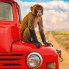 Macaque On A Red Car Diamond Painting