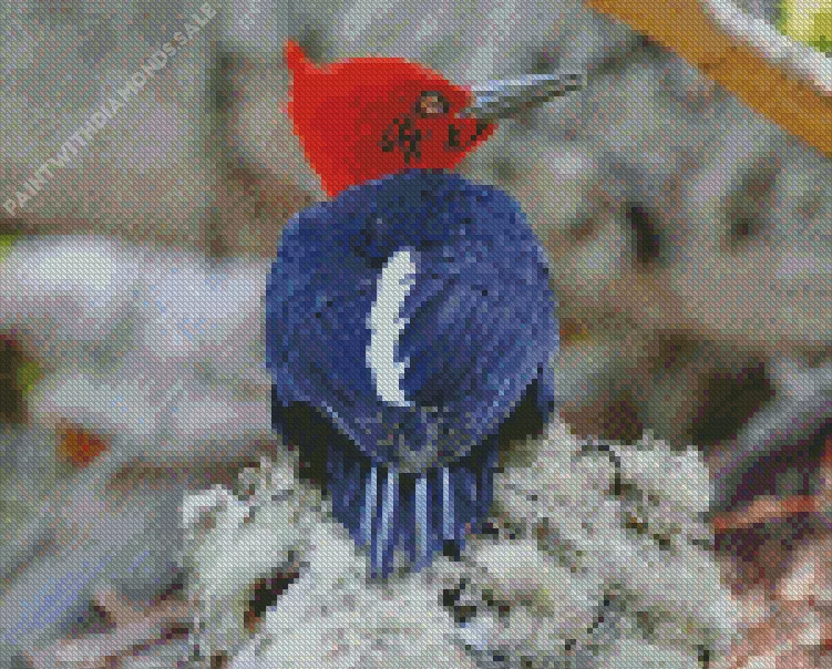 Magellanic woodpecker Diamond By Numbers Magellanic Woodpecker Diamond Painting
