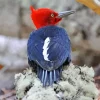 Magellanic Woodpecker Diamond Painting
