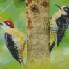 Melanerpes Diamond Painting