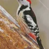 Middle Spotted Woodpecker Diamond Painting