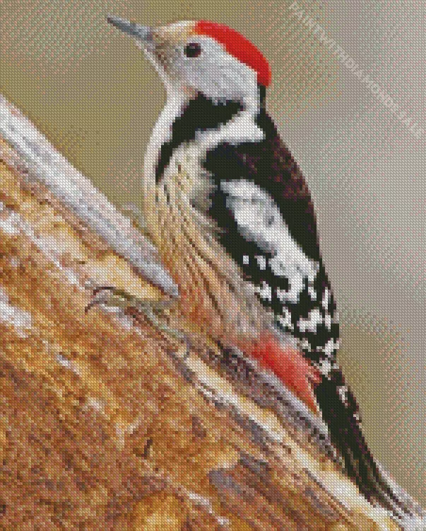Middle spotted woodpecker Diamond By Numbers Middle Spotted Woodpecker Diamond Painting
