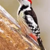 Middle Spotted Woodpecker Diamond Painting