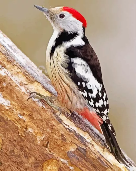 Middle spotted woodpecker Diamond Paints Middle Spotted Woodpecker Diamond Painting