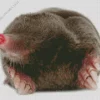 Mole Animal Diamond Painting