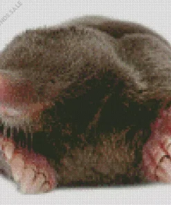 Mole Animal Diamond Painting