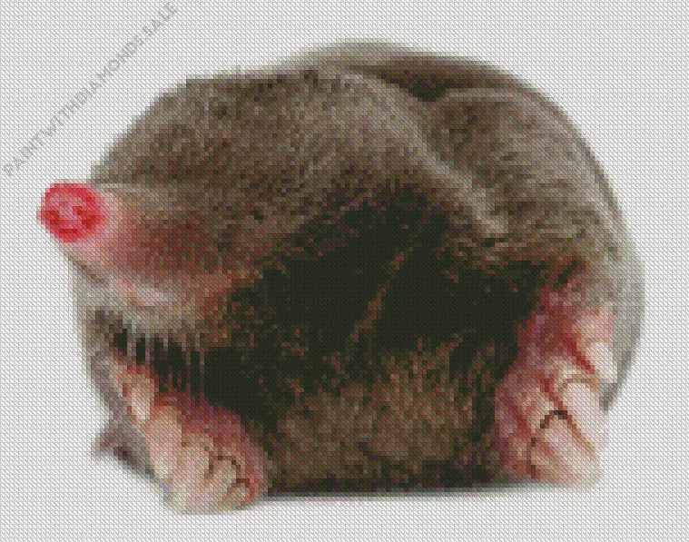 Mole animal Diamond By Numbers Mole Animal Diamond Painting
