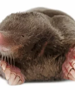 Mole Animal Diamond Painting