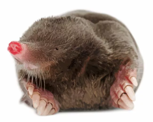 Mole animal Diamond Paintings Mole Animal Diamond Painting