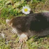 Mole In Grass Diamond Painting