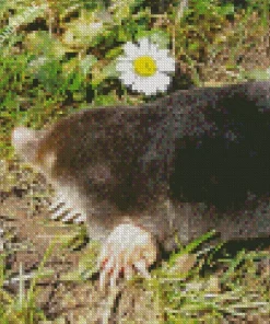 Mole In Grass Diamond Painting
